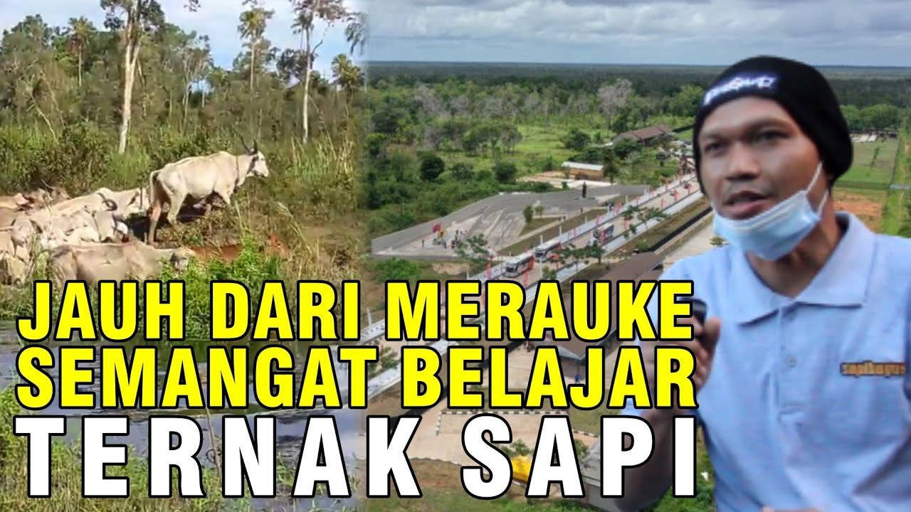 
                                 Peternak-Sapi-Asal-Merauke-Papua